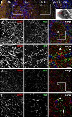 Norepinephrine-Induced Calcium Signaling and Store-Operated Calcium Entry in Olfactory Bulb Astrocytes